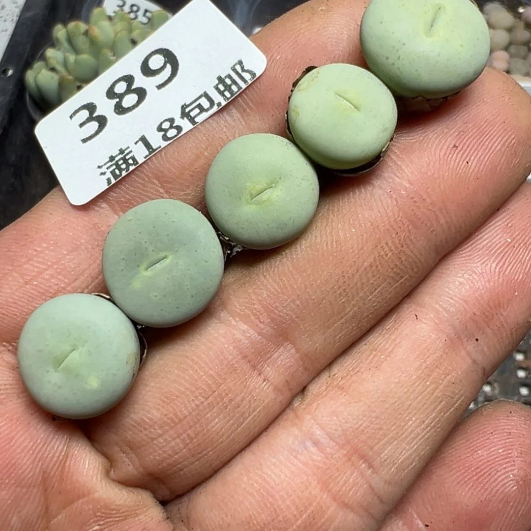【闪购商品】 389。