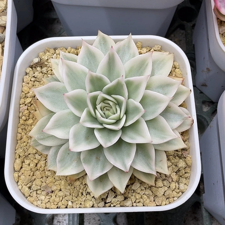 超白麦秆锦一物一拍