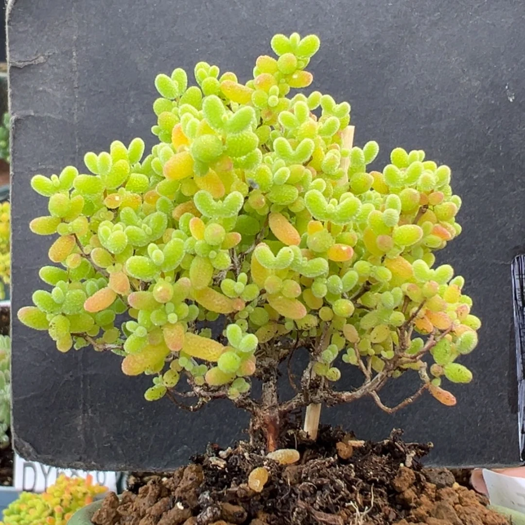 【闪购商品】dy6866蜜橘糖球冠幅6cm送盆