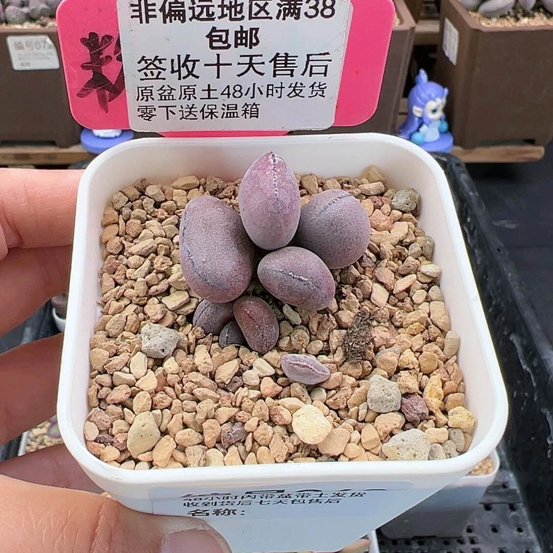 268球球紫蛋多肉