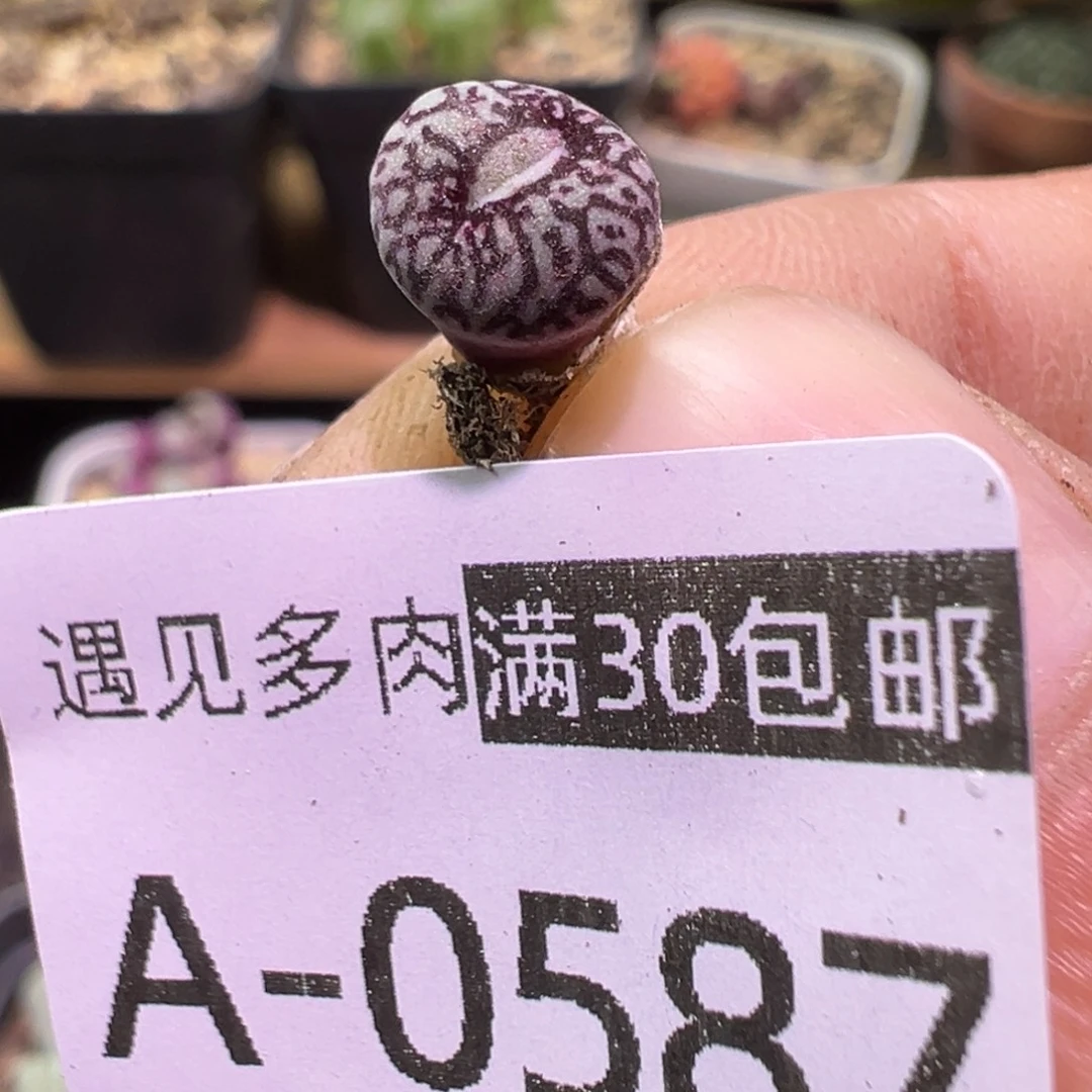 多肉植物111111111111