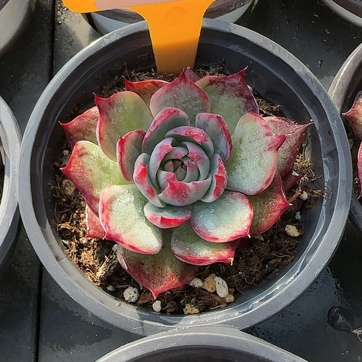 86 惊鸿仙子多肉植物6-9cm