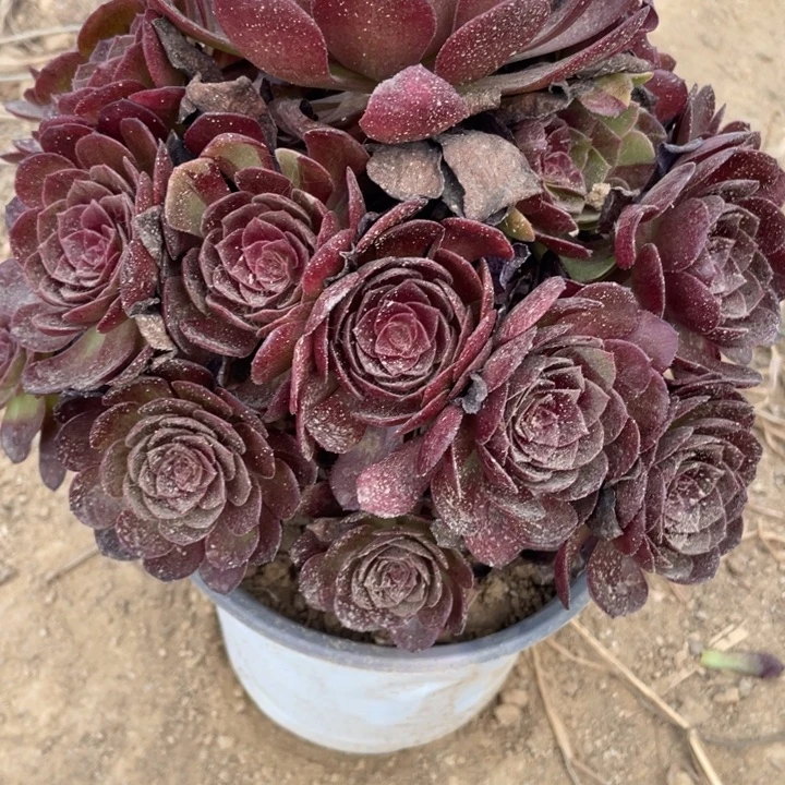 *****无花朵818多肉植物黑美人