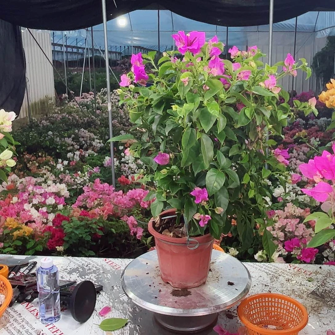 完全开放廿*桥一物一拍