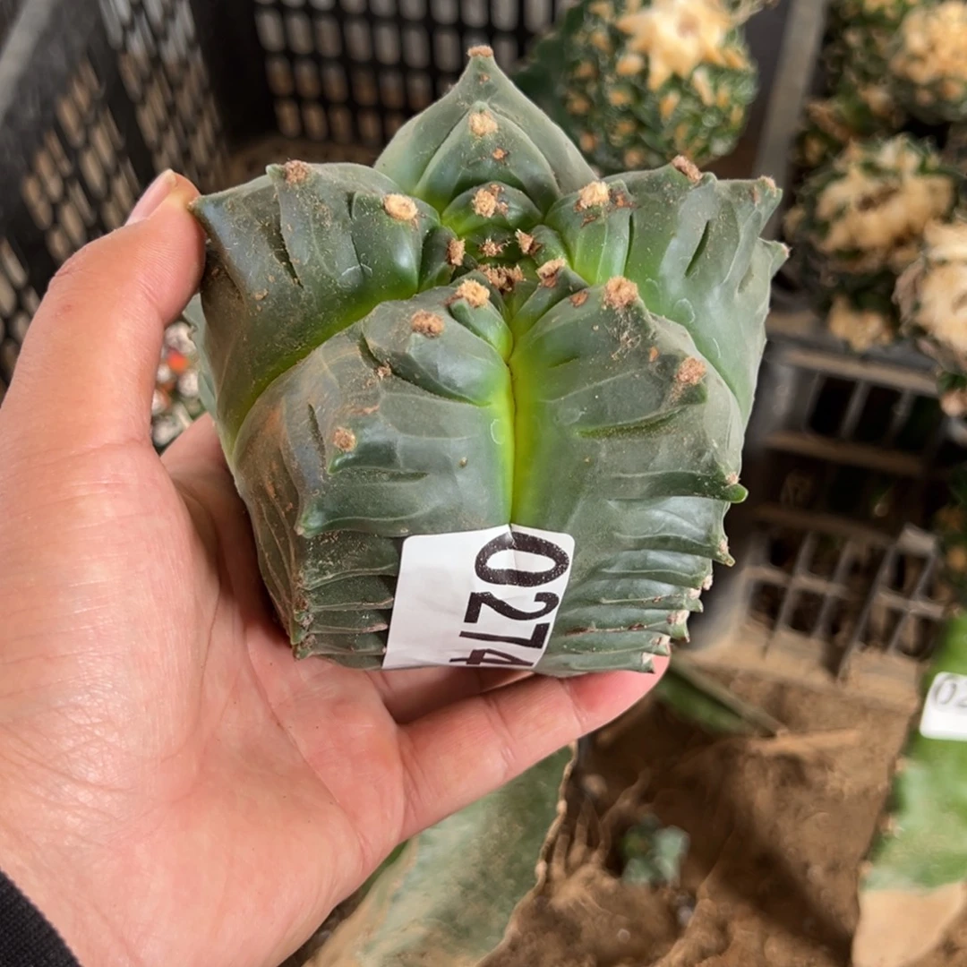 用***9龟甲鸾凤玉仙人球274