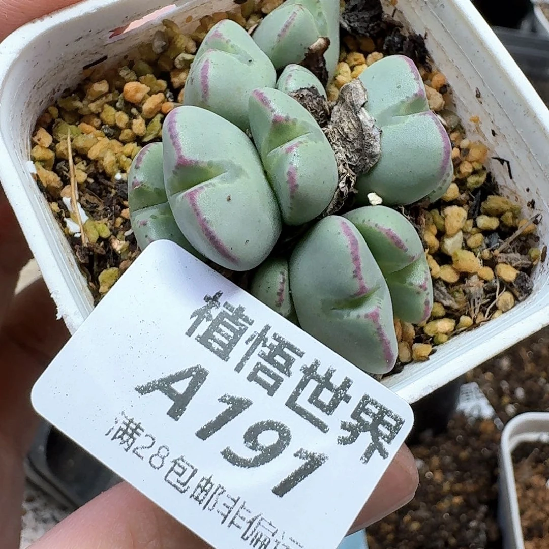 多肉植物的润泽额分