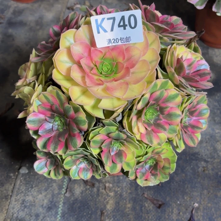 瑞妈多肉园艺，740，