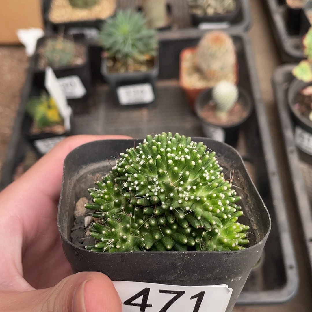 471松针（满18包邮）