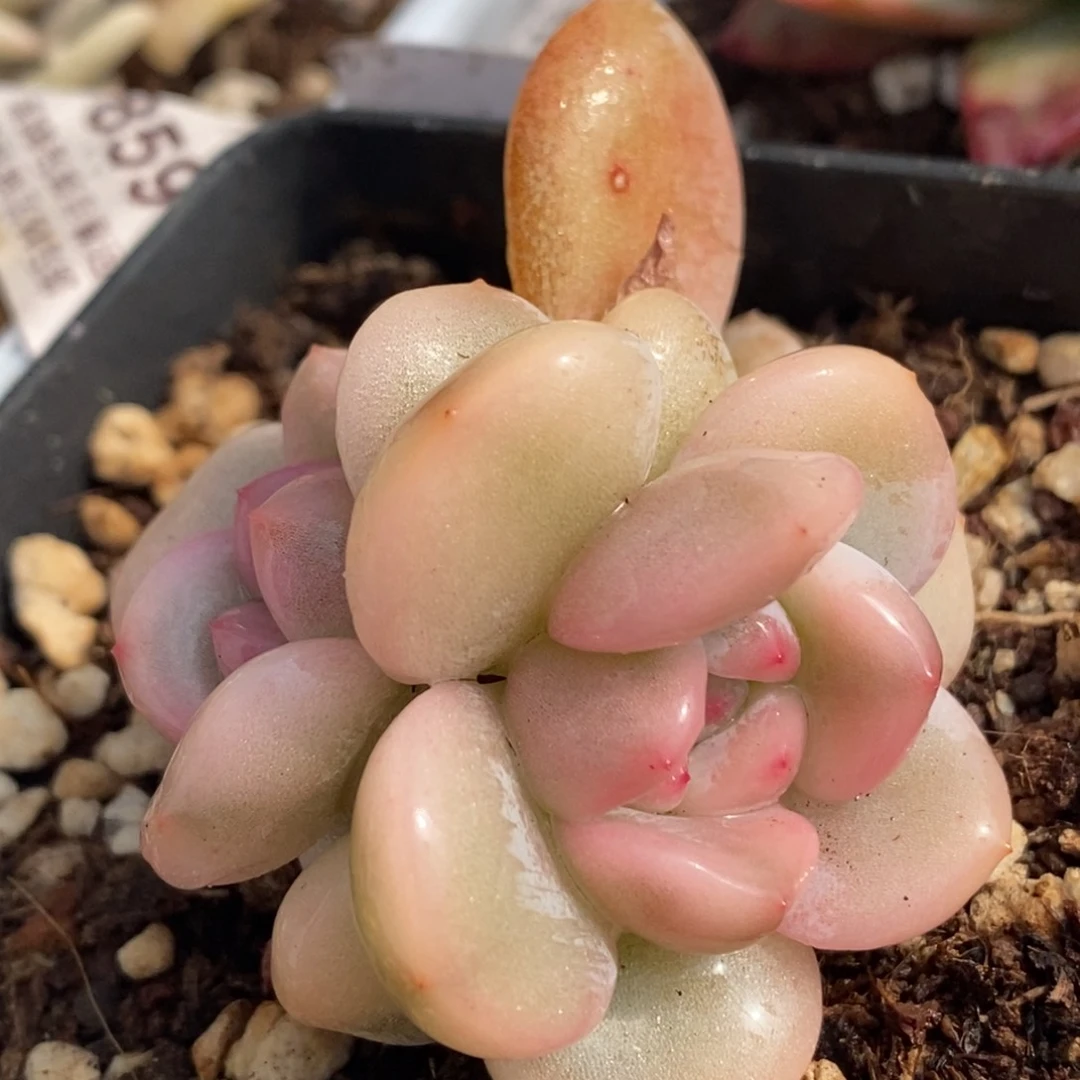 福利梦露大锦边双头