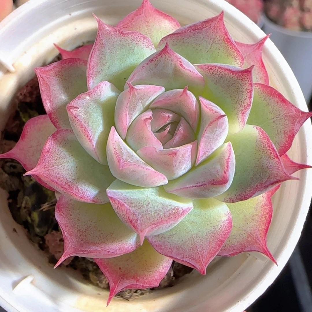 多肉1227-68女王玫瑰