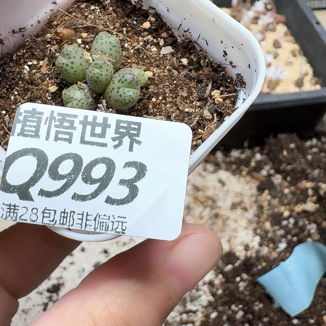 多肉植物的润泽fbb