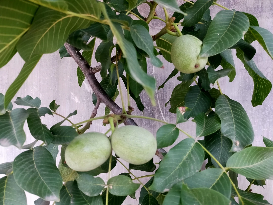 陕西鲜核桃青皮核桃带皮鲜核桃5斤装