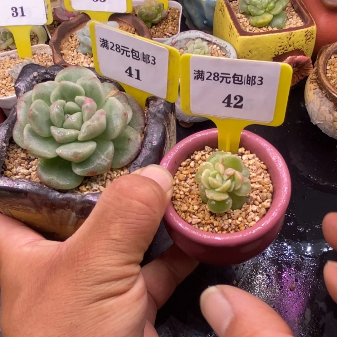 浠***贝34142冰玉石化两个……