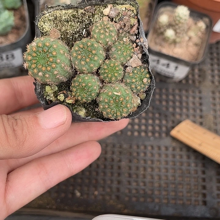 442侍童群仙人球植物