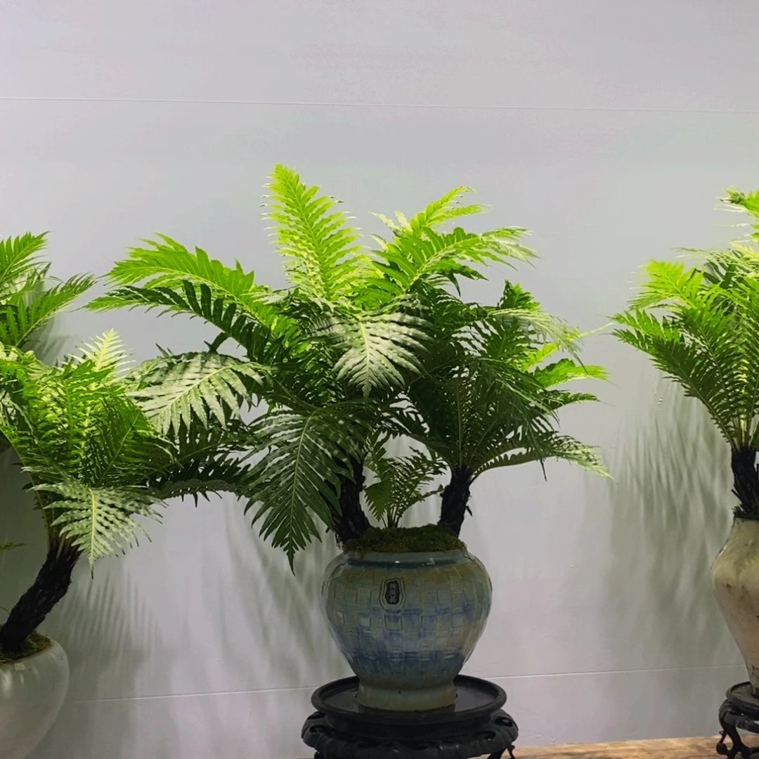 无花朵逸****宝精致桌面款老桩富贵蕨