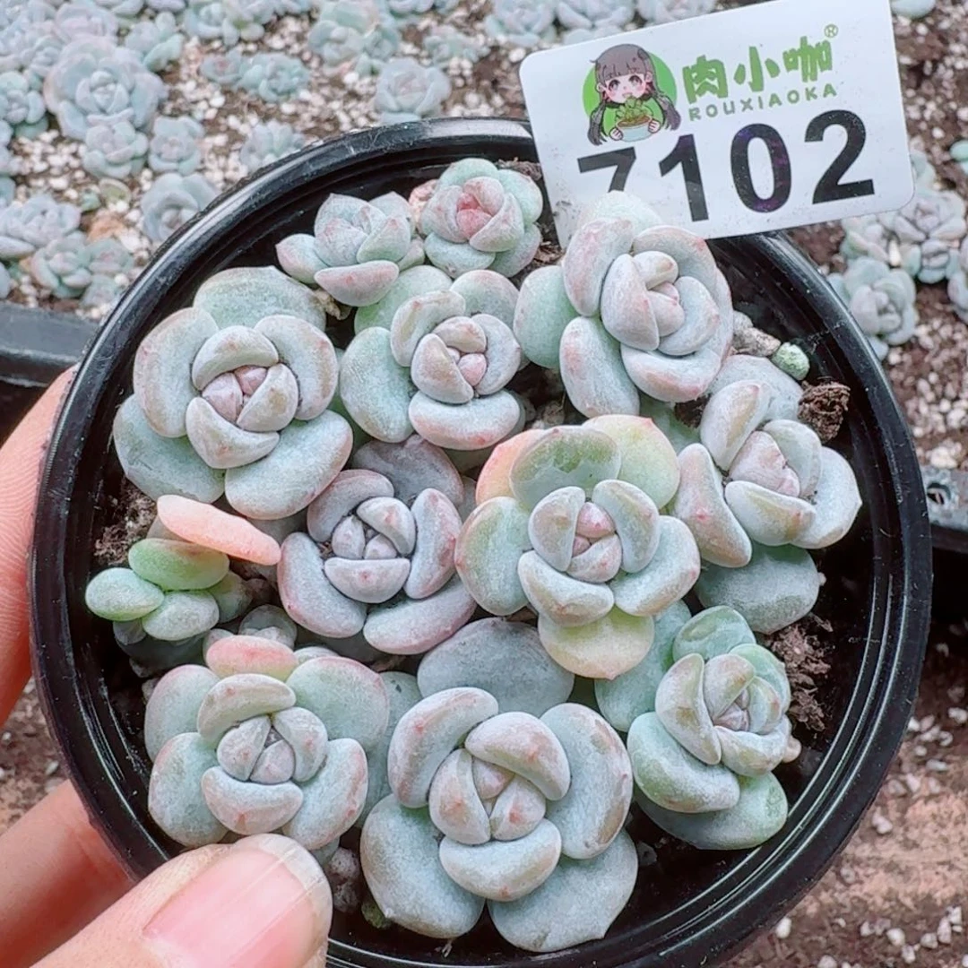 多肉植物多肉植物