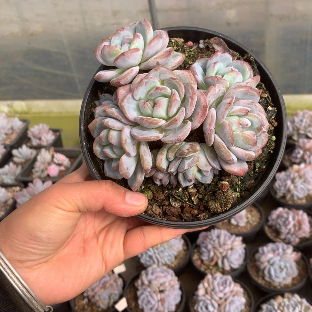 无花朵哈哈哈哈哈哈哈无砍12