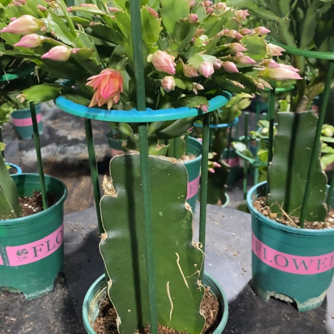 【闪购商品】完全开放用****9018嫁接068