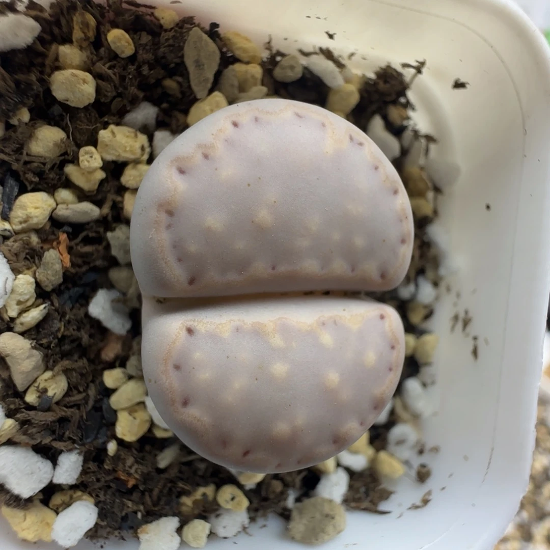 17饼干清框福利30包邮