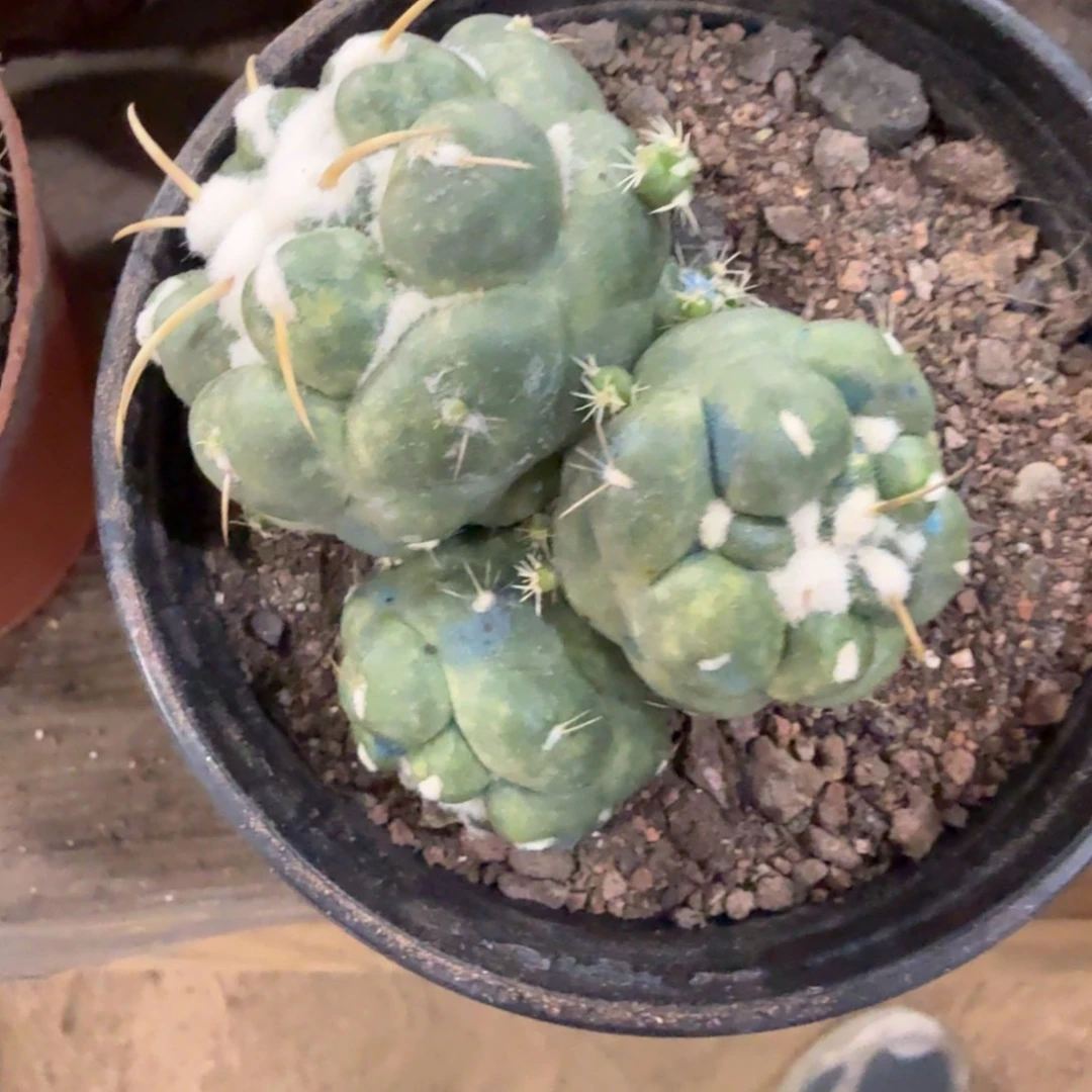 无根无刺象牙带盆带土