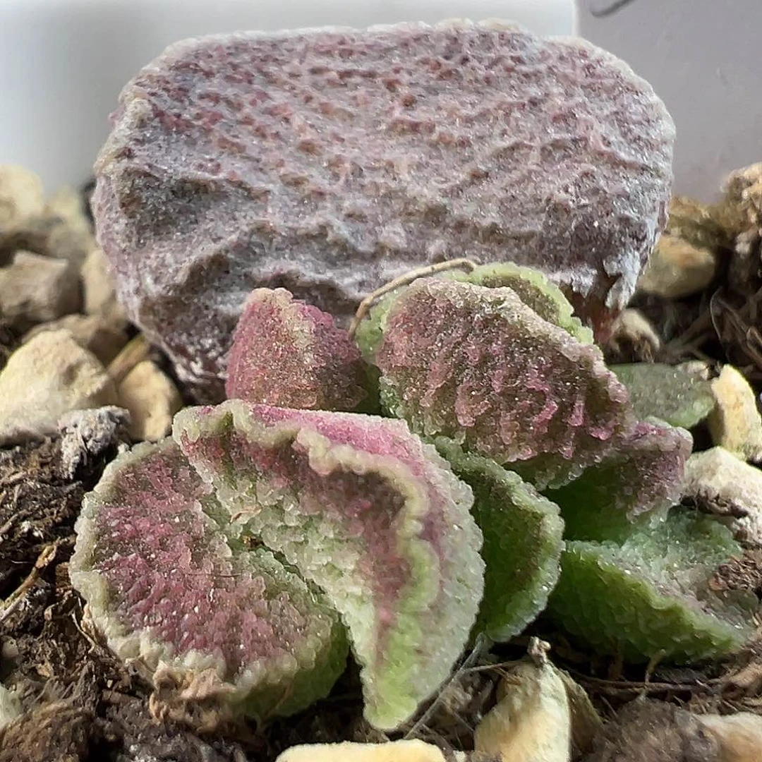 冰晶颗粒款实生新品