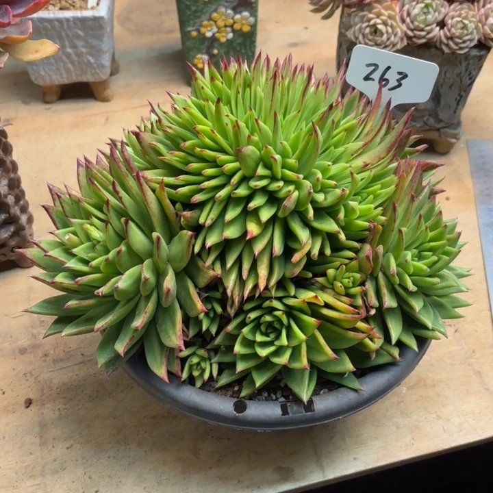 多肉植物，口红缀263号