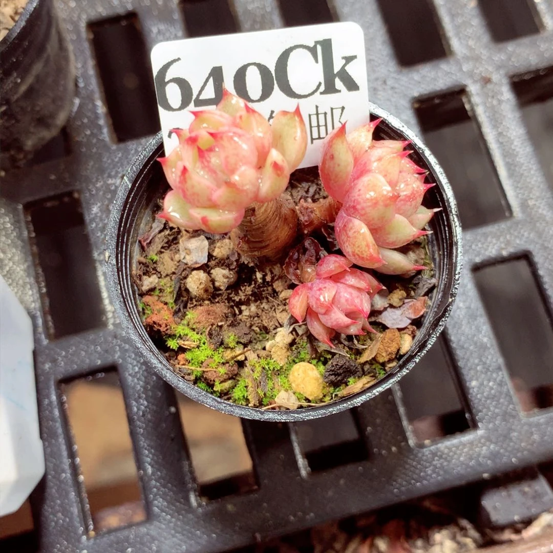 5厘米盆精控多肉640