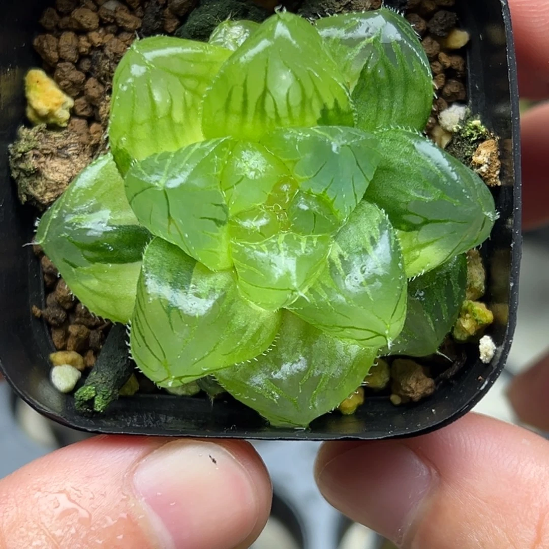 19带灯芯➕大窗 冰魄玉露锦
