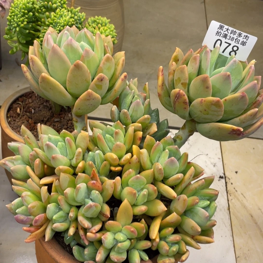 黑大帅多肉78海洋之歌