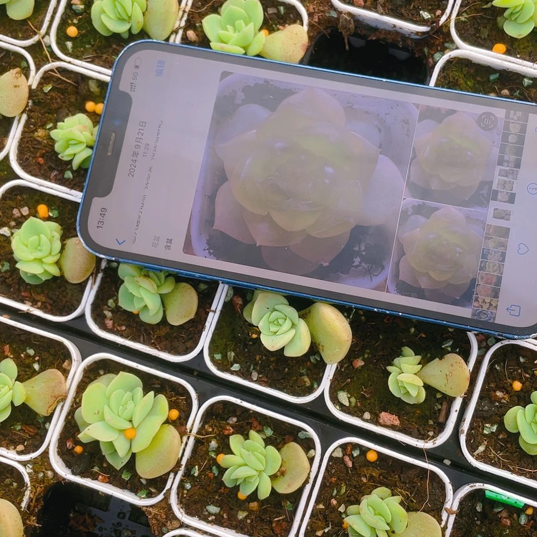 谪仙中苗盆一个满25包邮