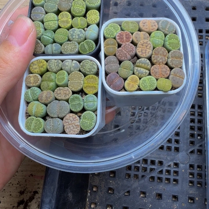有***吃多肉植物的生长575