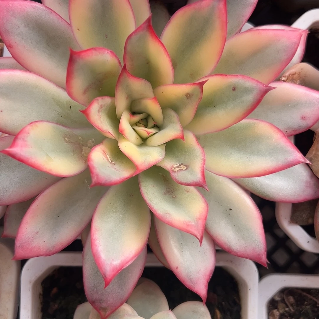 满38包邮月光女神锦