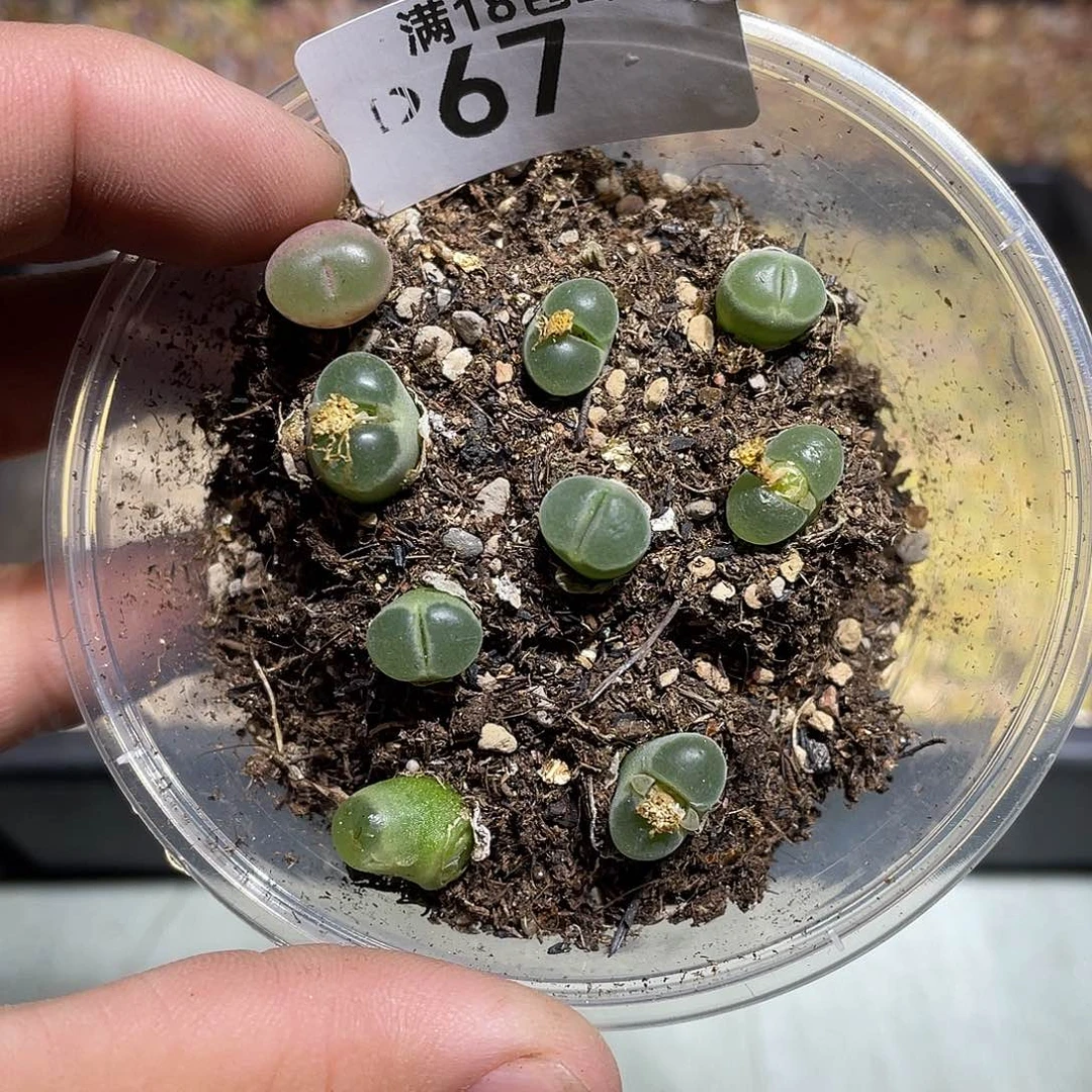 当天凑满十八元包邮67