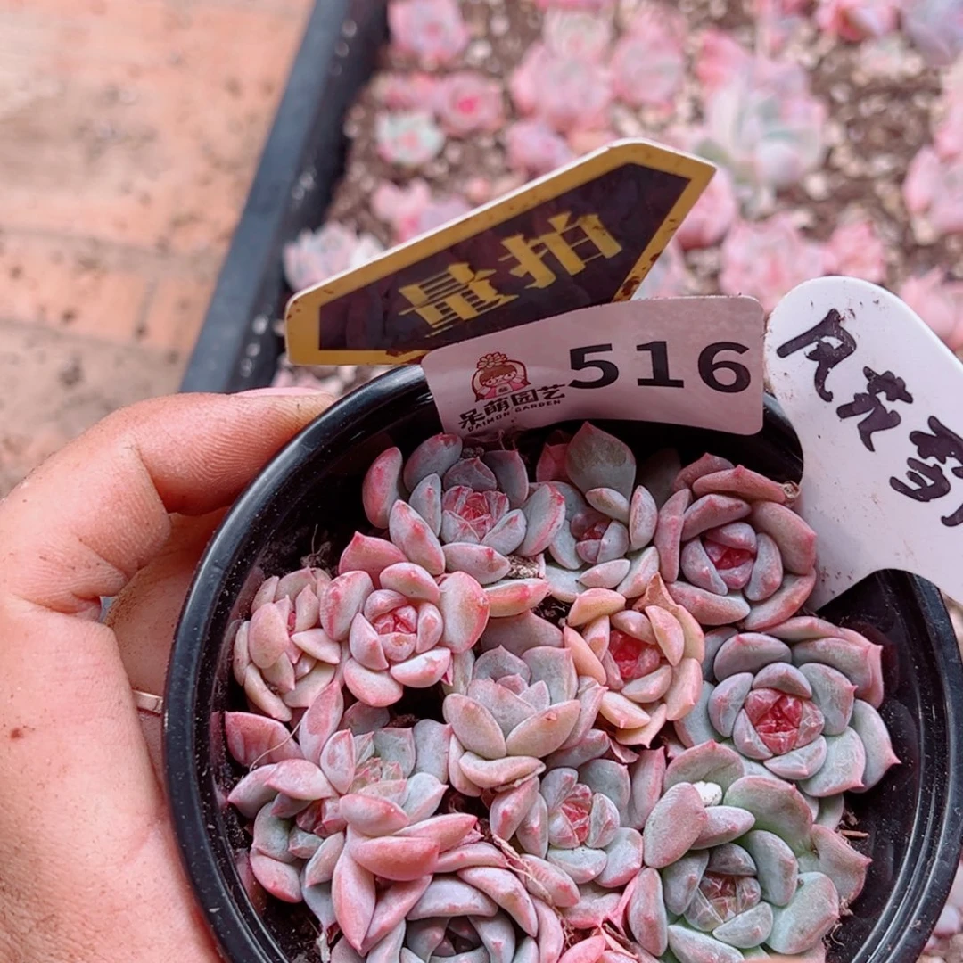 多肉植物多肉植物
