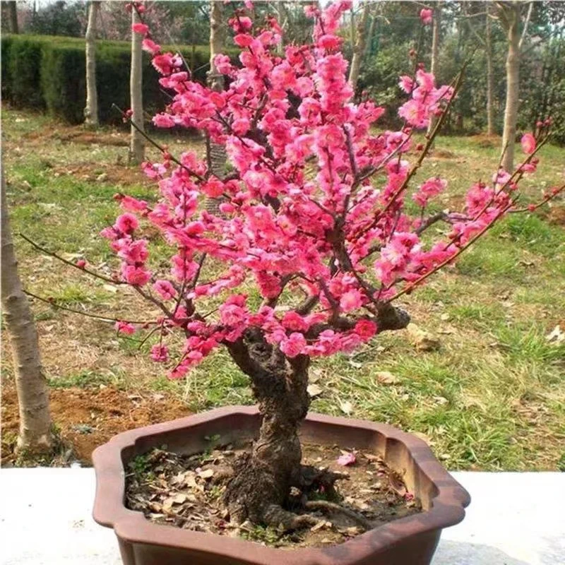 梅花盆栽树苗当年开花耐寒梅花腊梅红梅盆景乌梅绿梅花卉绿植盆栽