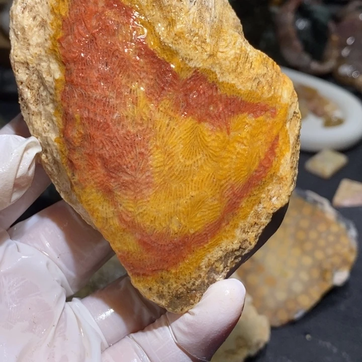 【闪购商品】未镶嵌珊瑚玉硅化玉