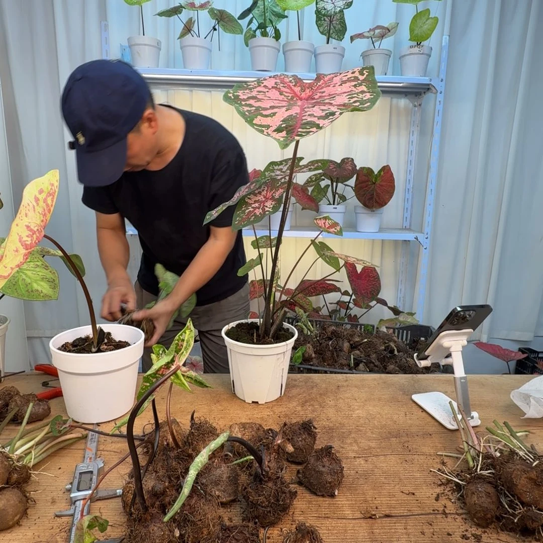 豆***子无花朵卡洛琳   0756