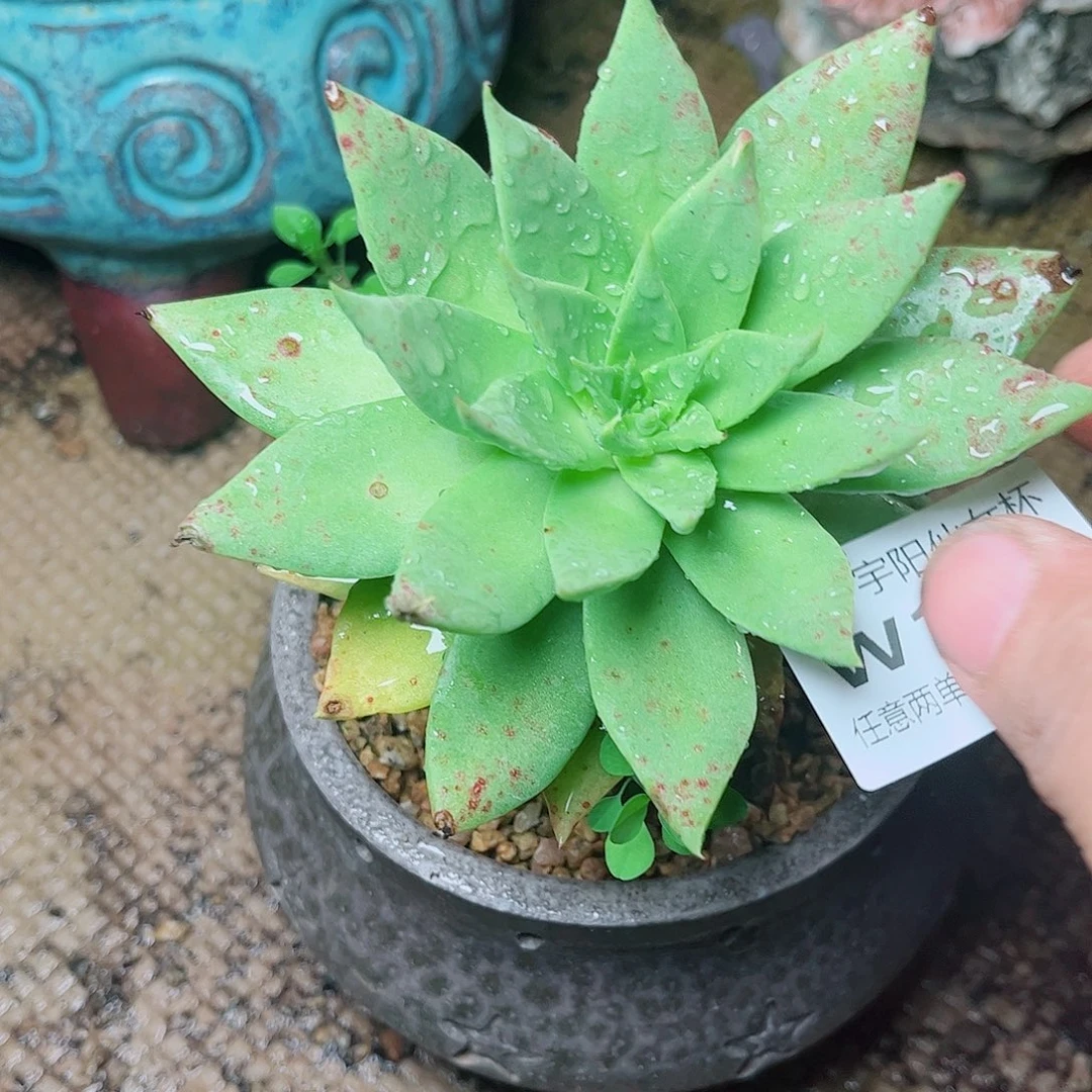 1199绿雪山仙女杯多肉