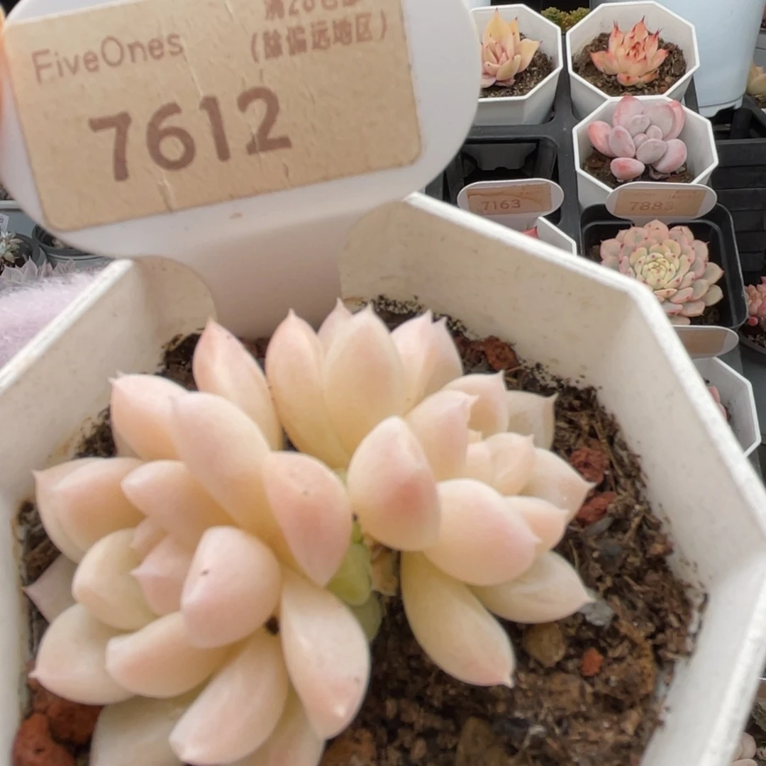 白雪7612-5.0厘米