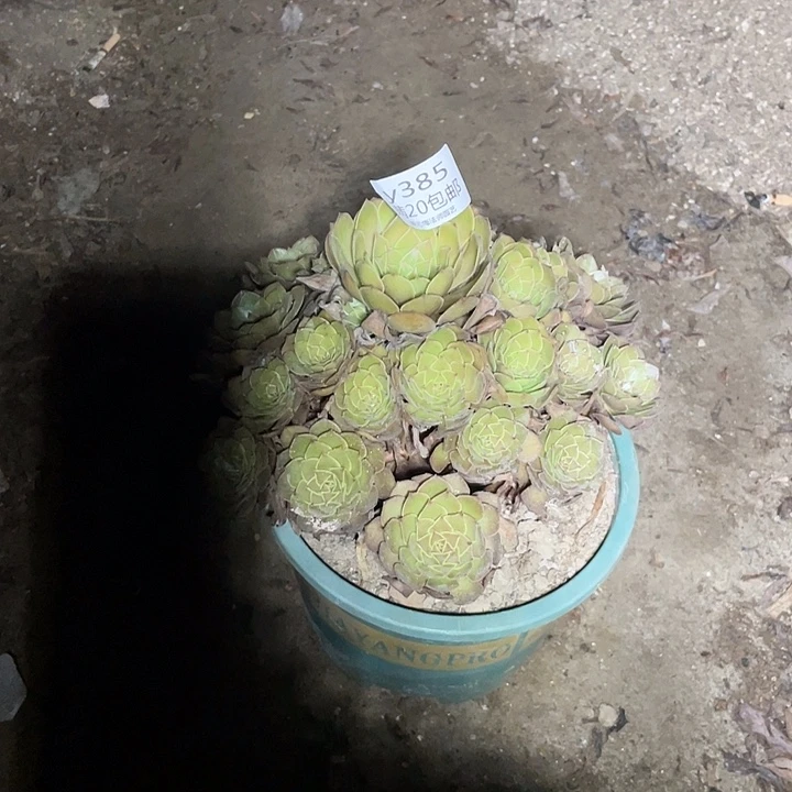 385红魔多肉法师多肉