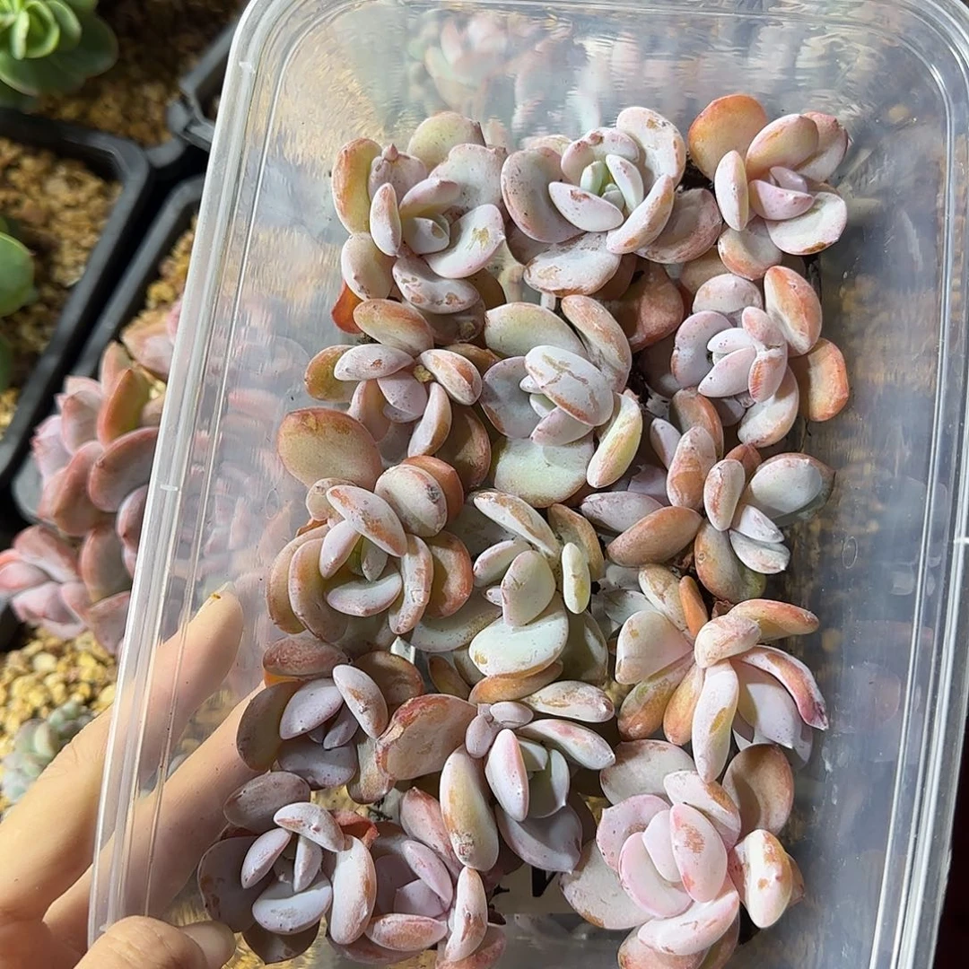 韩版奶茶15颗一物一拍