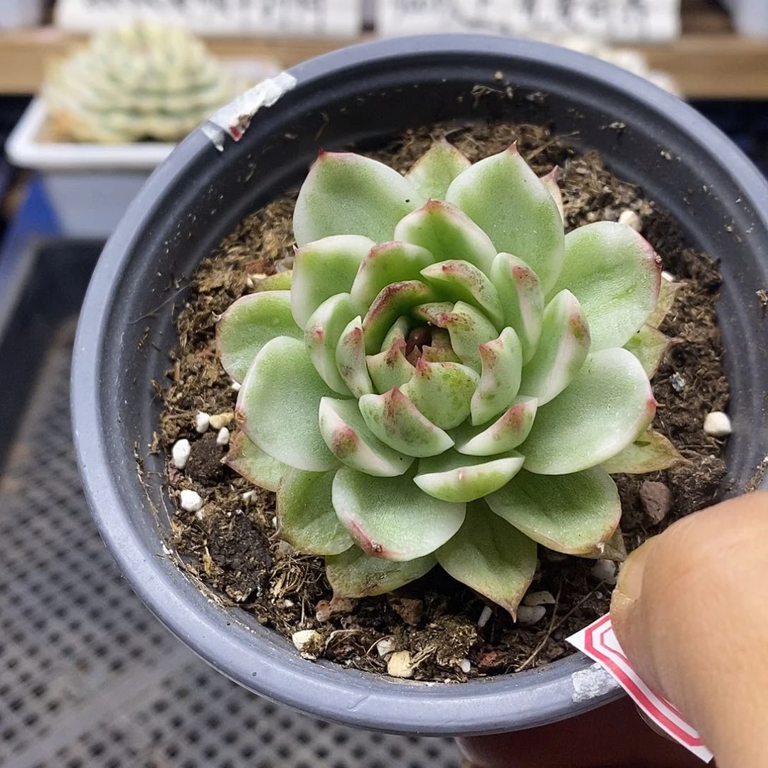 15133 绿水晶覆轮锦