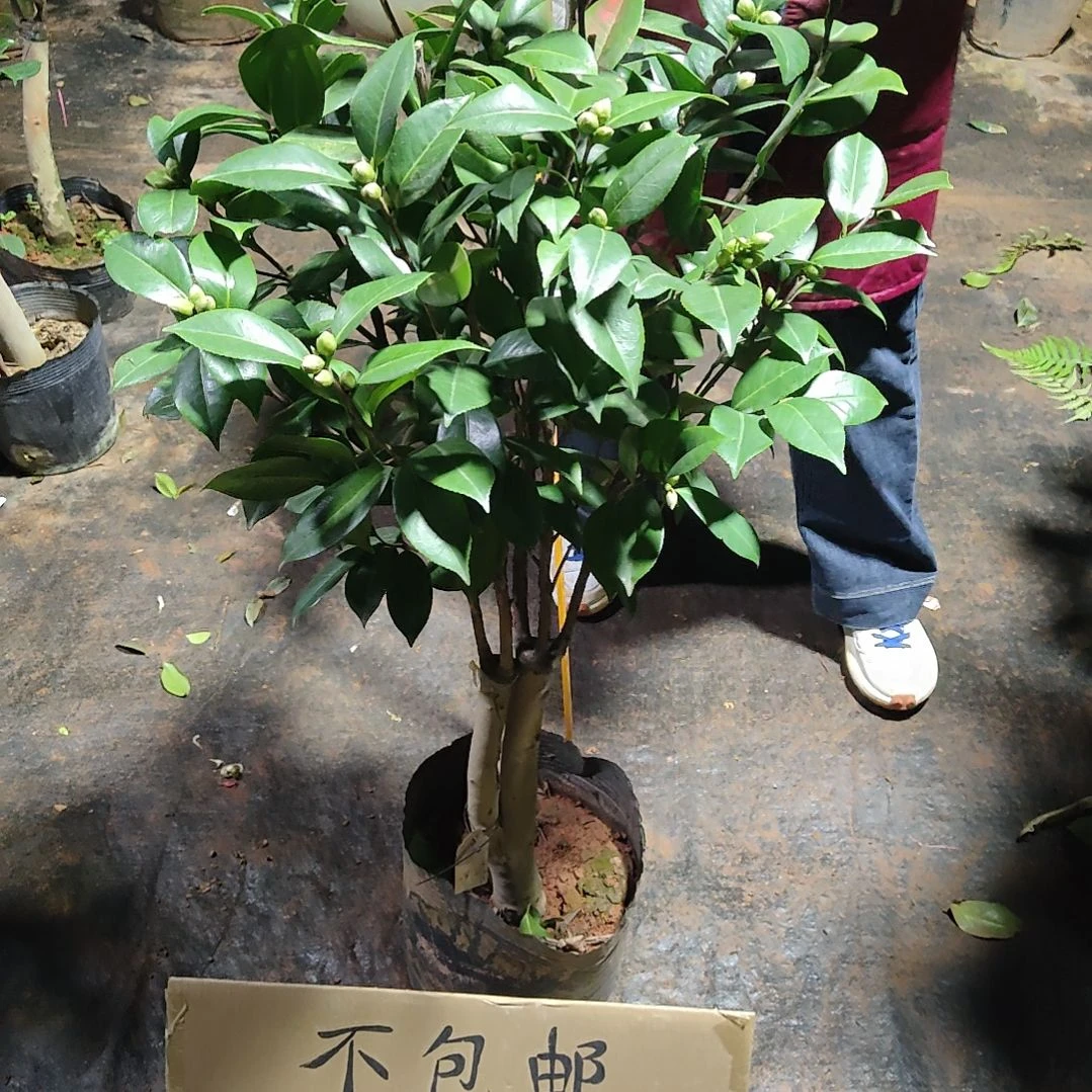 全部花苞依沙安呢不包邮