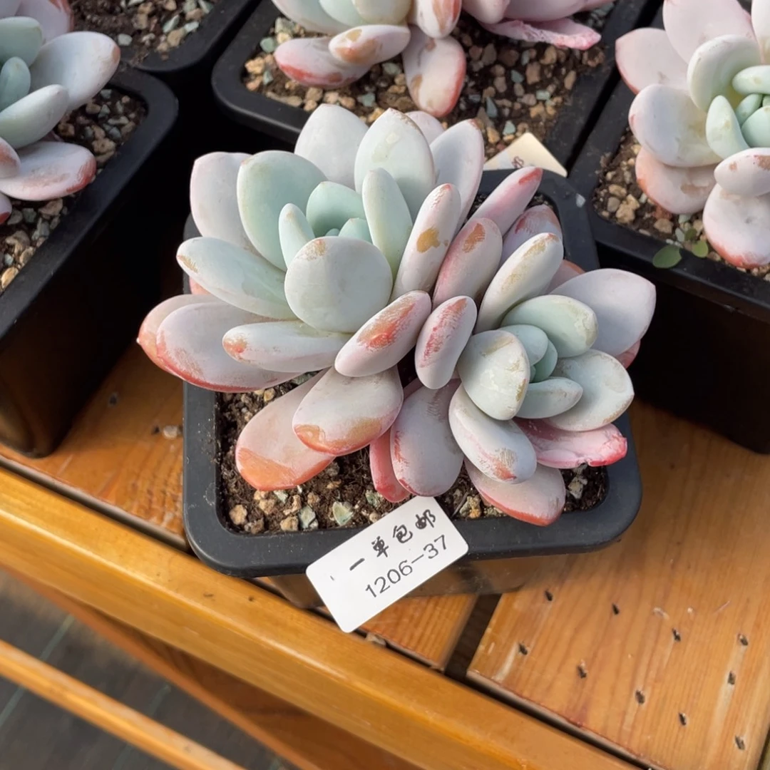 1206-37-喜马拉雅。。。。。。