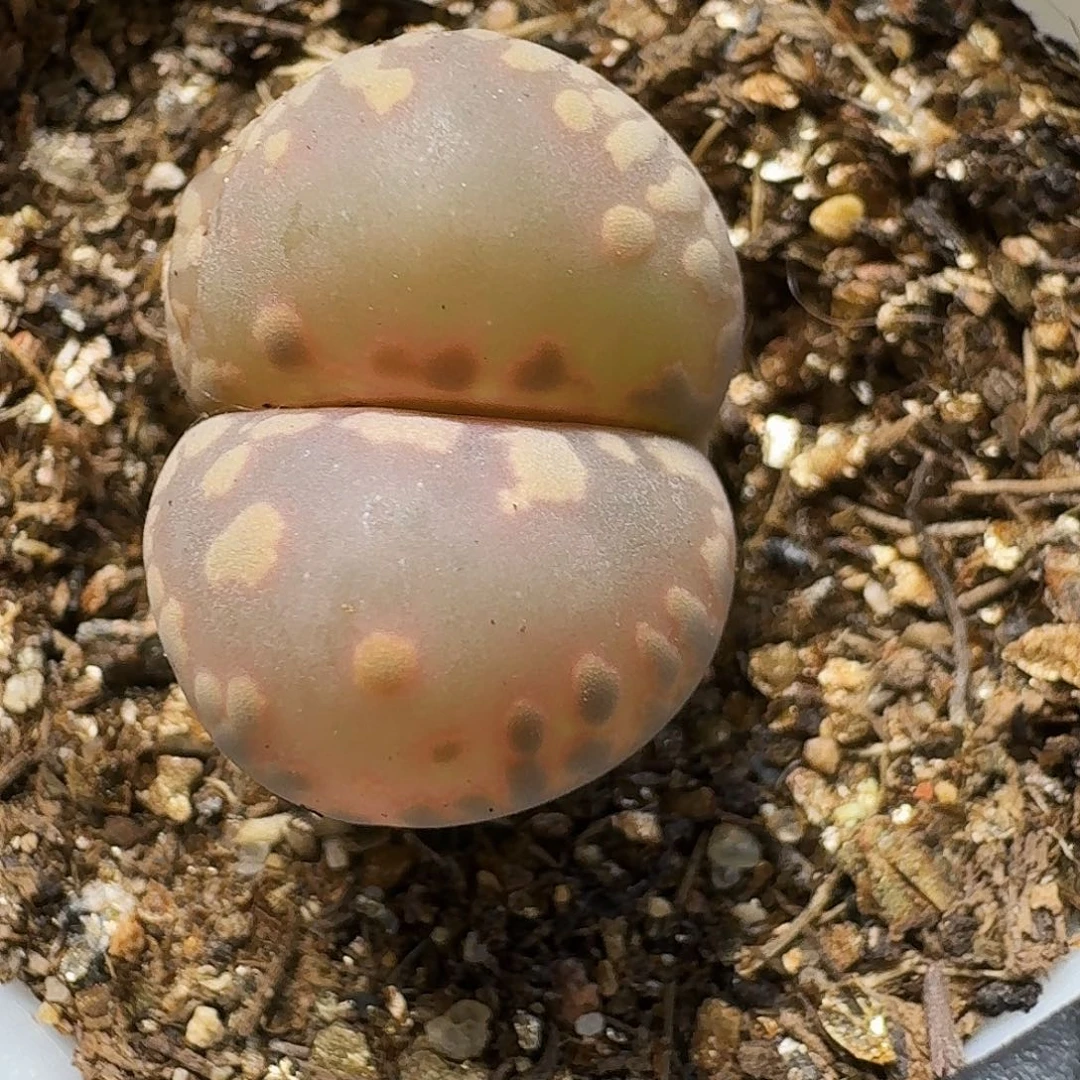 生石花等11111111。  212