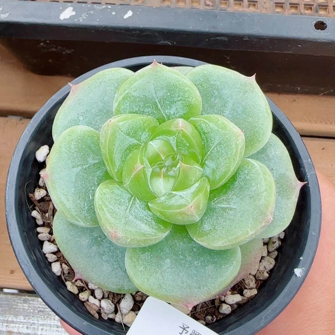 菩提珍妮，6743多肉植物
