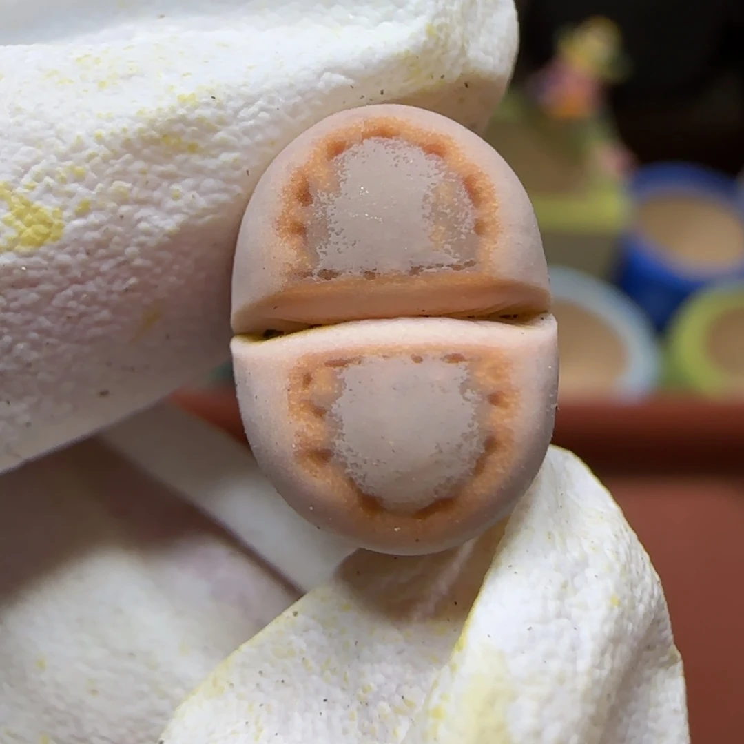 12.27.c216饼干.9055清旧框福利