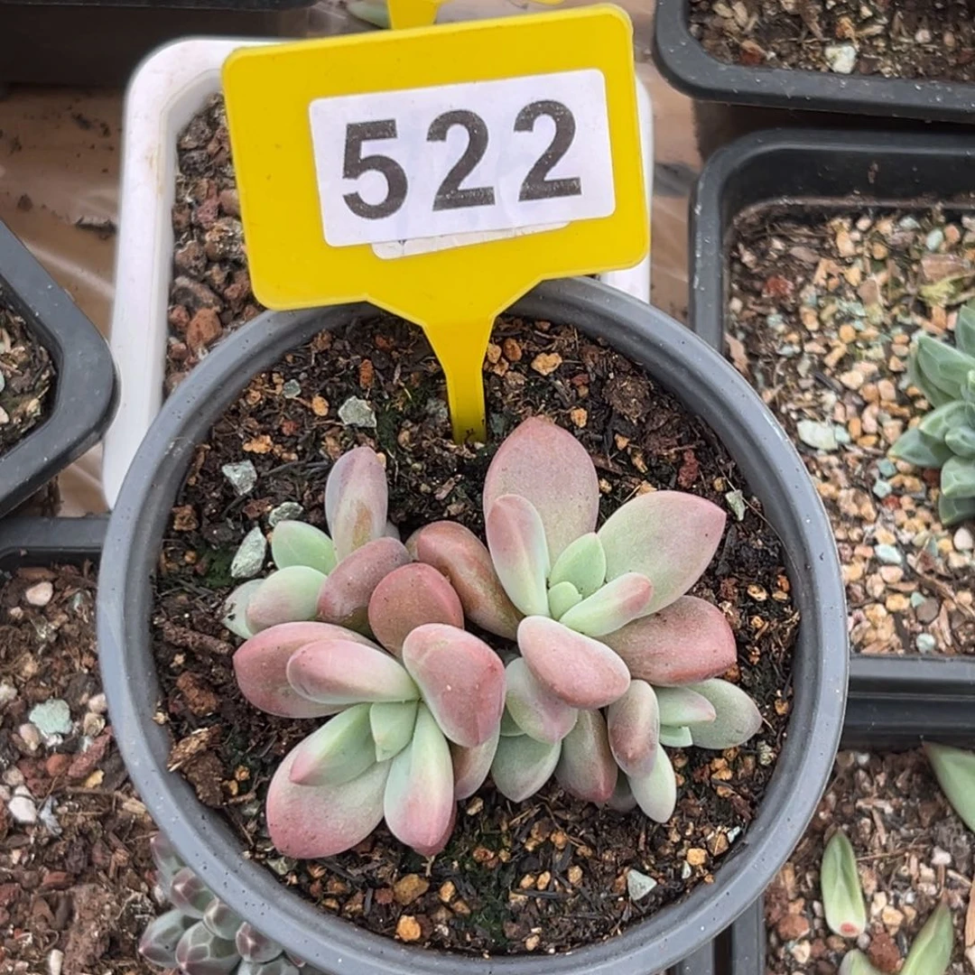 多肉植物知音522