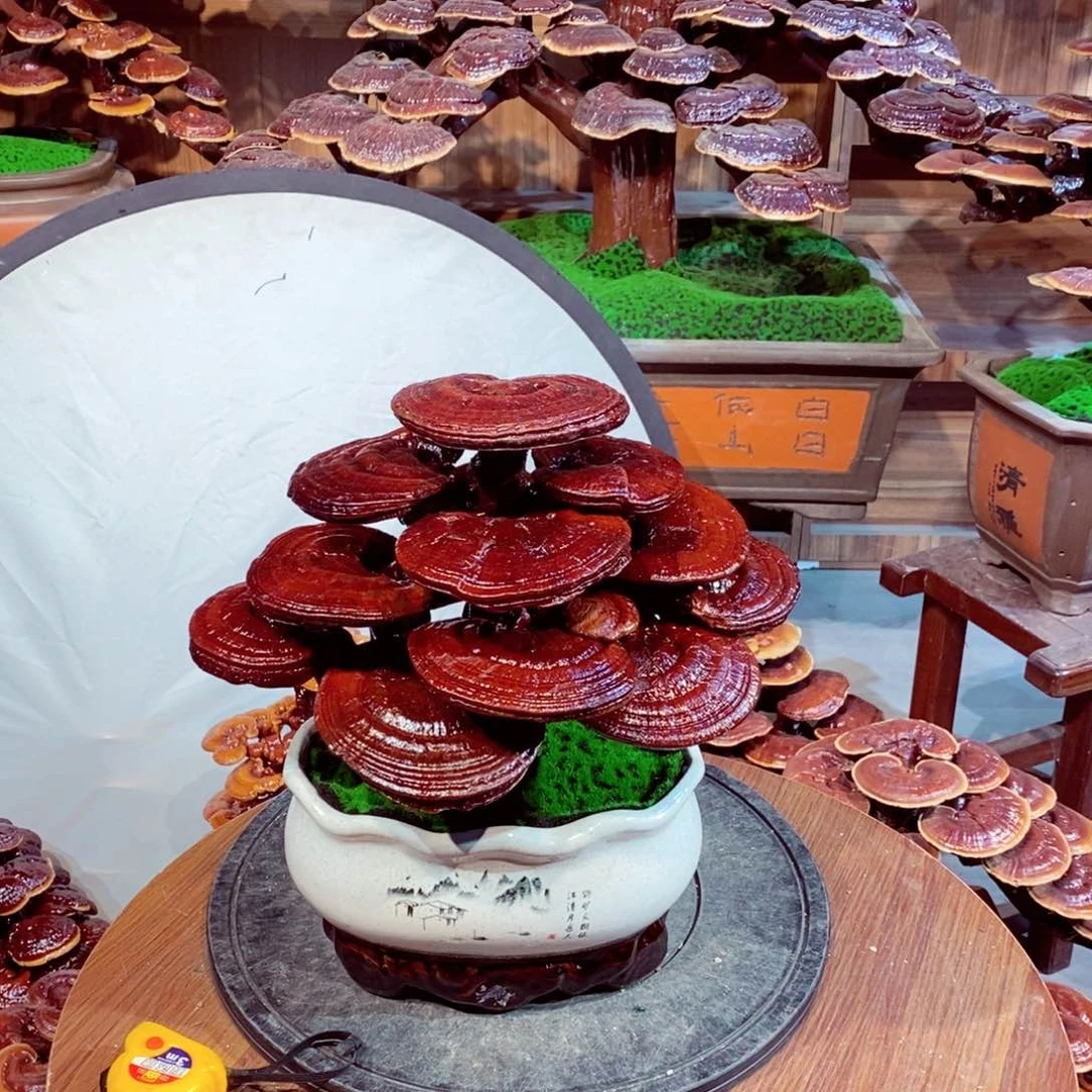 橙*?发财树发财树发财树