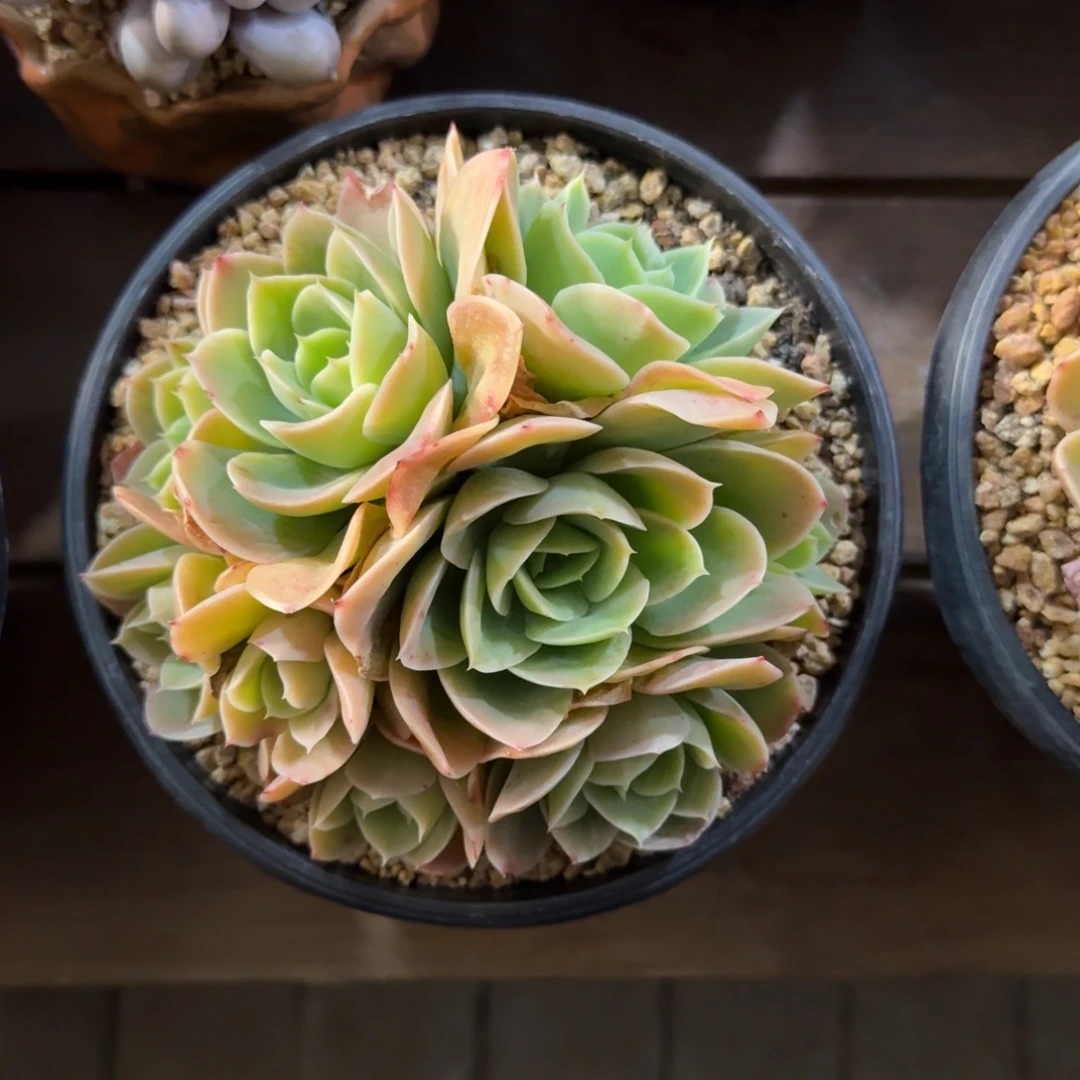 星娜塔111111222222222222